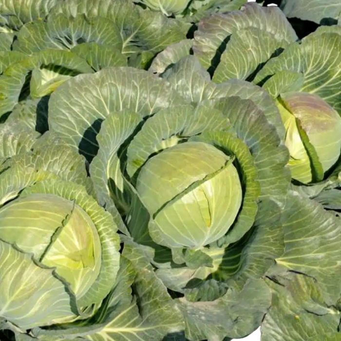 Semințe de varză albă Kilajack F1 [1]