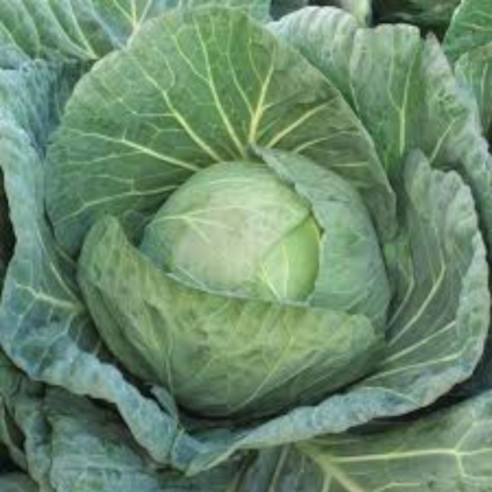 Semințe de varză albă Klabishi F1 [1]