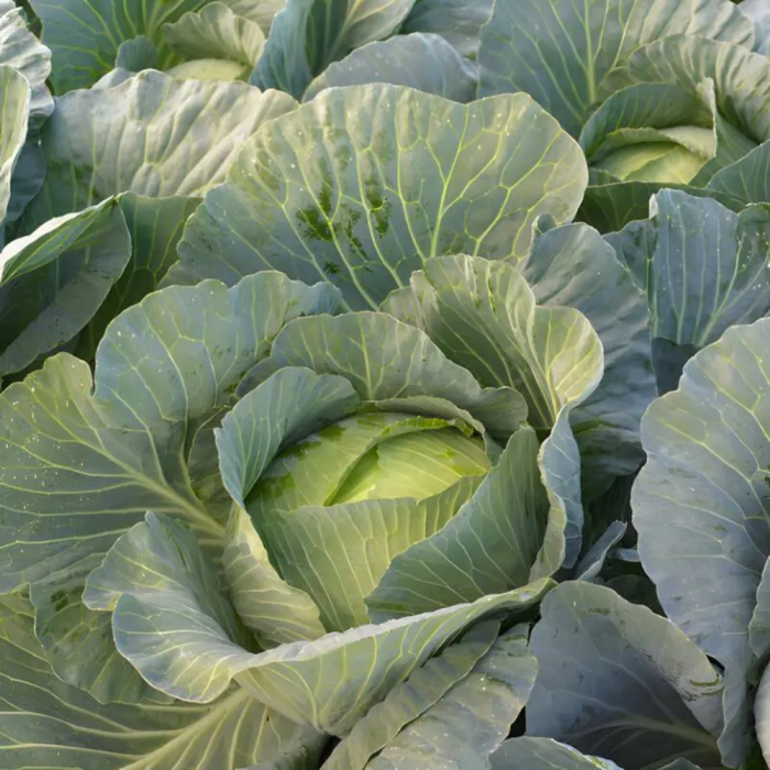 Semințe de varză albă Terminator F1 [1]