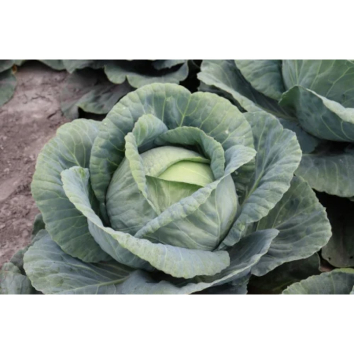 Semințe de varză albă Toreador F1 [1]
