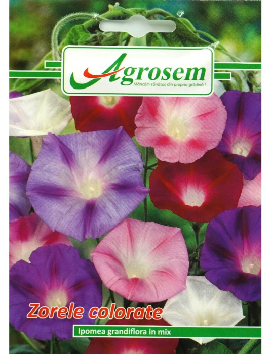 Semințe Fori Zorele Colorate, 1 gr [1]