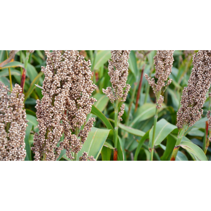 Semințe sorg cu rezistență la nicosulfuron LID ZEALANDIA SU [2]