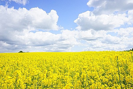 Seminţe și material săditor - Seminţe Rapiță Hussard