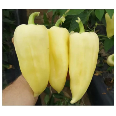 Semințe legume profesionale - Semințe ardei conic, galben, Polaris F1