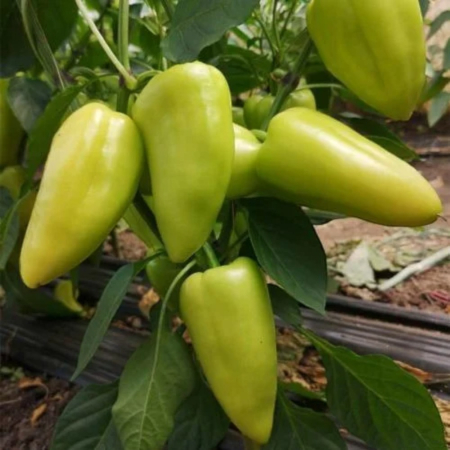 Seminţe și material săditor - Semințe ardei conic, verde deschis, Lexana F1