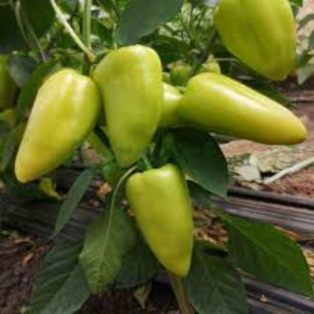 Seminţe și material săditor - Semințe ardei conic, verde deschis, Lexanova F1