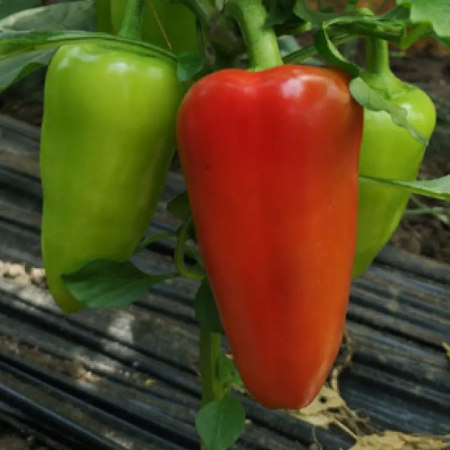 Ardei - Semințe ardei conic, verde deschis, Marinela F1