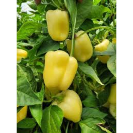 Seminţe și material săditor - Semințe ardei gras blocky, Garcovia F1