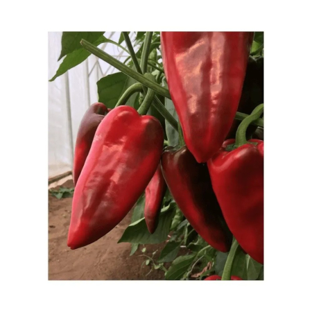 Semințe legume profesionale - Semințe ardei kapia, Cahuna F1