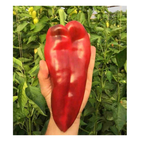 Seminţe și material săditor - Semințe ardei kapia, Eugenia F1