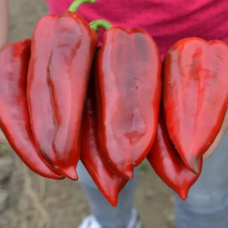 Ardei - Semințe ardei kapia, Mathias F1 CAP-2222