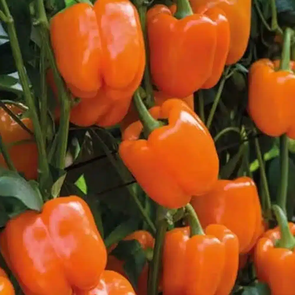 Ardei - Semințe de ardei Coloreta F1