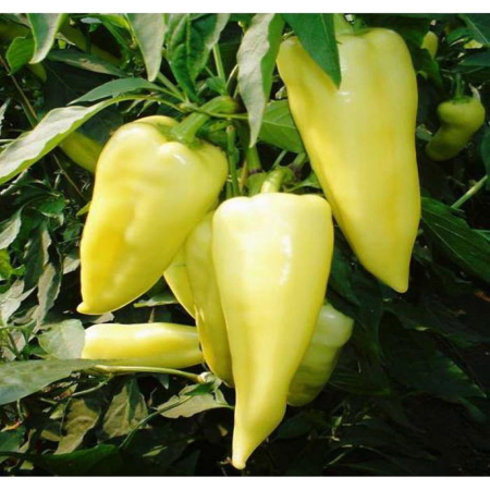 Seminţe și material săditor - Semințe de ardei conic, dulce, Campona F1