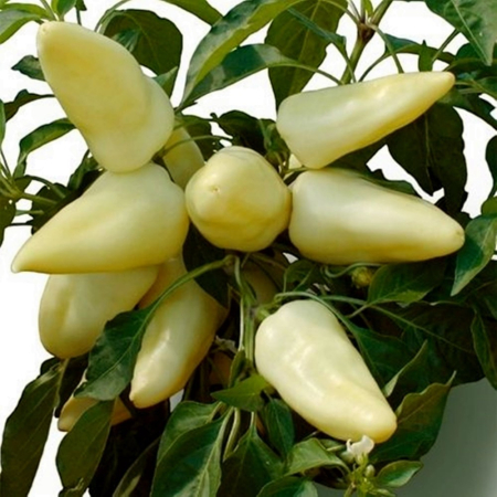 Seminţe și material săditor - Semințe de ardei conic, dulce, Emese F1