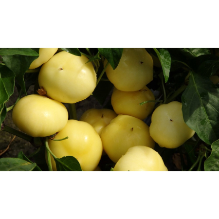 Ardei - Semințe de ardei rotund, dulce, Eszter F1