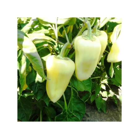 Seminţe și material săditor - Semințe de ardei conic, dulce, Etele F1