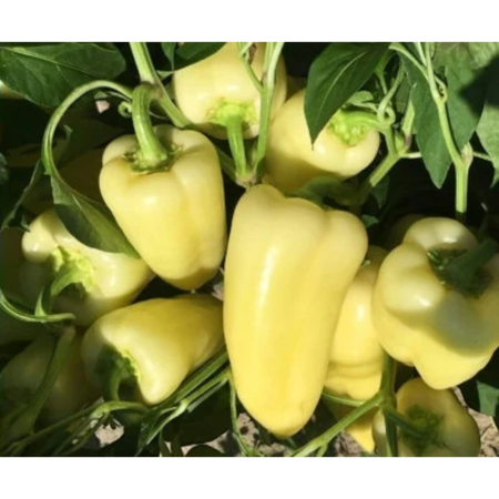 Ardei - Semințe de ardei conic, dulce, Hetvezer F1