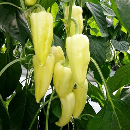 Seminţe și material săditor - Semințe de ardei conic, dulce, Kinksem F1