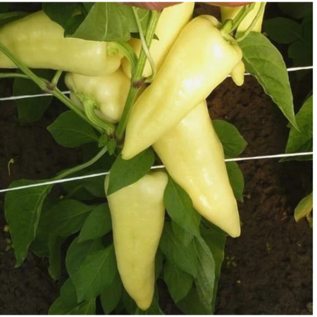Seminţe și material săditor - Semințe de ardei conic, dulce, Morahalom F1