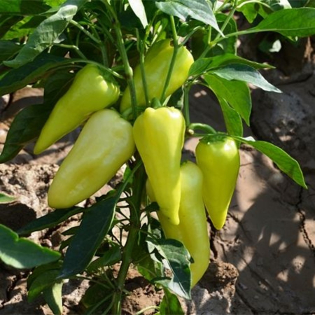 Seminţe și material săditor - Semințe de ardei conic, dulce, Promontor F1