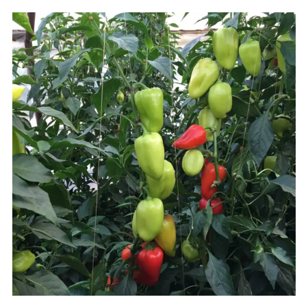 Seminţe și material săditor - Semințe de ardei conic, dulce, Todiresti F1