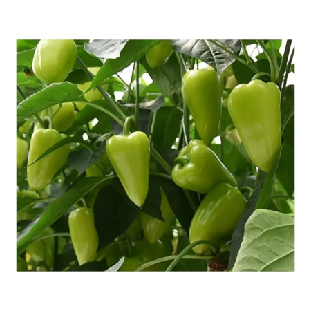 Seminţe și material săditor - Semințe de ardei conic, dulce, Trusheni F1