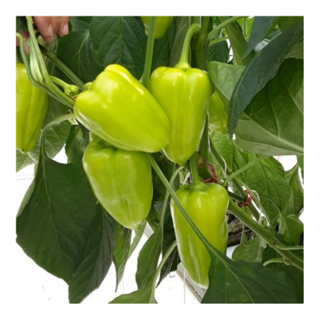Seminţe și material săditor - Semințe de ardei conic, dulce, Vatra F1
