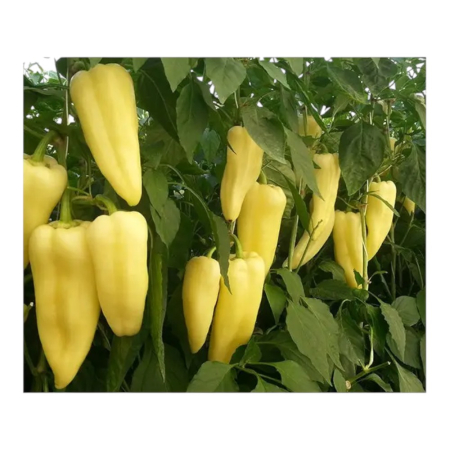 Seminţe și material săditor - Semințe de ardei conic, dulce, Zalkod F1