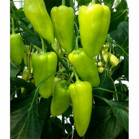 Seminţe și material săditor - Semințe de ardei conic, ușor iute, Bodrog F1
