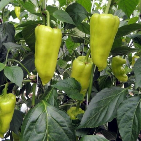 Seminţe și material săditor - Semințe de ardei conic, ușor iute, Garam F1