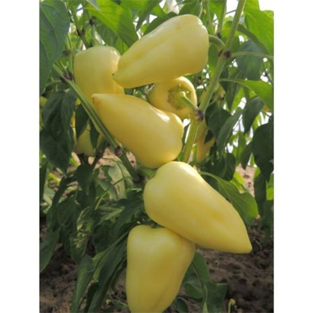 Seminţe și material săditor - Semințe de ardei conic, ușor iute, Sobri F1