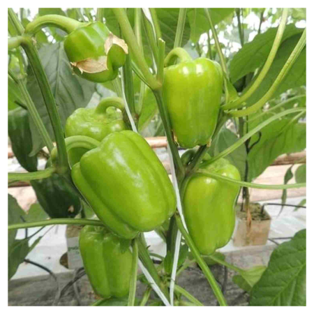 Seminţe și material săditor - Semințe de ardei gras alungit tip blocky, Leonidas F1