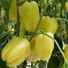 Seminţe și material săditor - Semințe de ardei gras tip blocky Bagoly F1