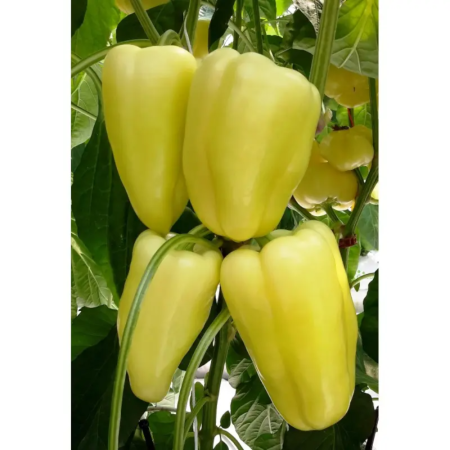 Seminţe și material săditor - Semințe de ardei gras tip blocky, Bernita F1