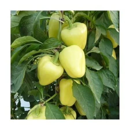 Seminţe și material săditor - Semințe de ardei gras tip blocky Bibic F1