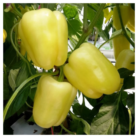 Seminţe și material săditor - Semințe de ardei gras tip blocky Bobita F1