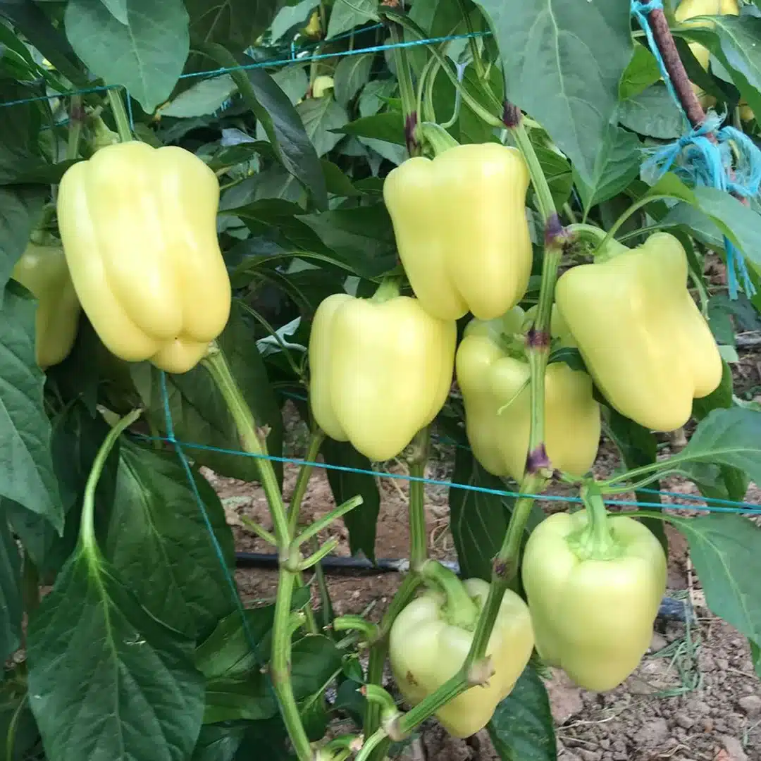 Seminţe și material săditor - Semințe de ardei gras tip blocky Lisenka F1