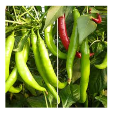 Seminţe și material săditor - Semințe de ardei iute, Fogaras F1