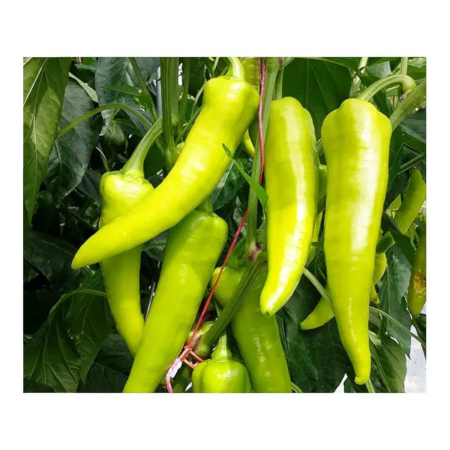 Seminţe și material săditor - Semințe de ardei lung, iute, Paloc F1