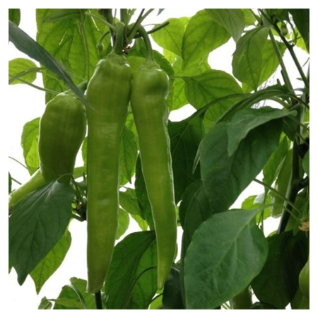 Seminţe și material săditor - Semințe de ardei lung, iute, Toldi F1