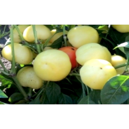 Seminţe și material săditor - Semințe de ardei rotund, iute, Szalva F1