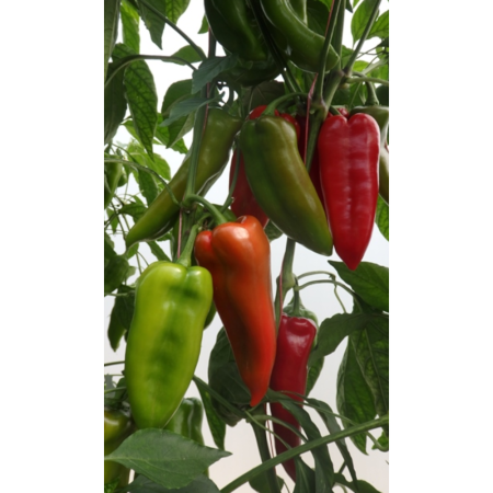 Ardei - Semințe de ardei tip kapia, Kapitany F1