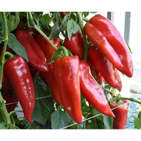 Seminţe și material săditor - Semințe de ardei tip kapia, Karpat F1