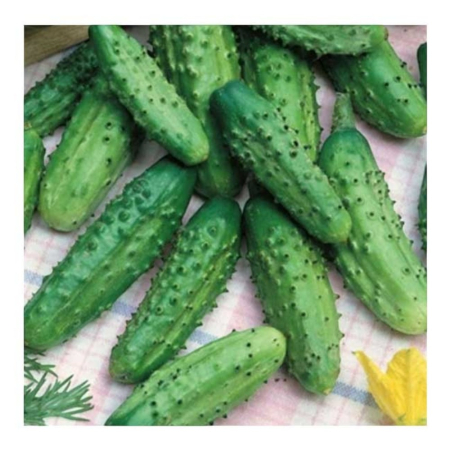 Castraveți - Semințe de castraveți, Crispina F1