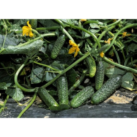 Castraveți - Semințe de castraveți, Director F1