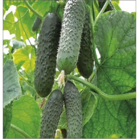 Castraveți - Semințe de castraveți, Elitor F1