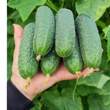 Castraveți - Semințe de castraveți, Pickscore F1