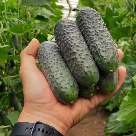 Castraveți - Semințe de castraveți, Stantor F1