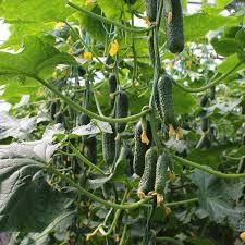 Castraveți - Semințe de castraveți tip Cornichon Balkan F1