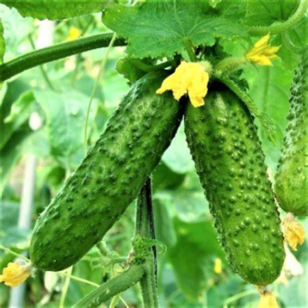 Castraveți - Semințe de castraveți tip Cornichon Ekol F1